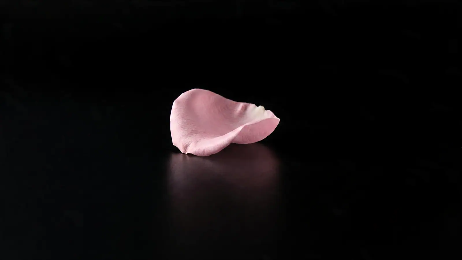 A single rose petal growing into the Angel Wings heart bouquet.